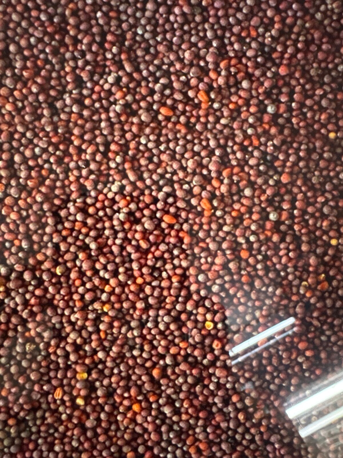 250gm Rai